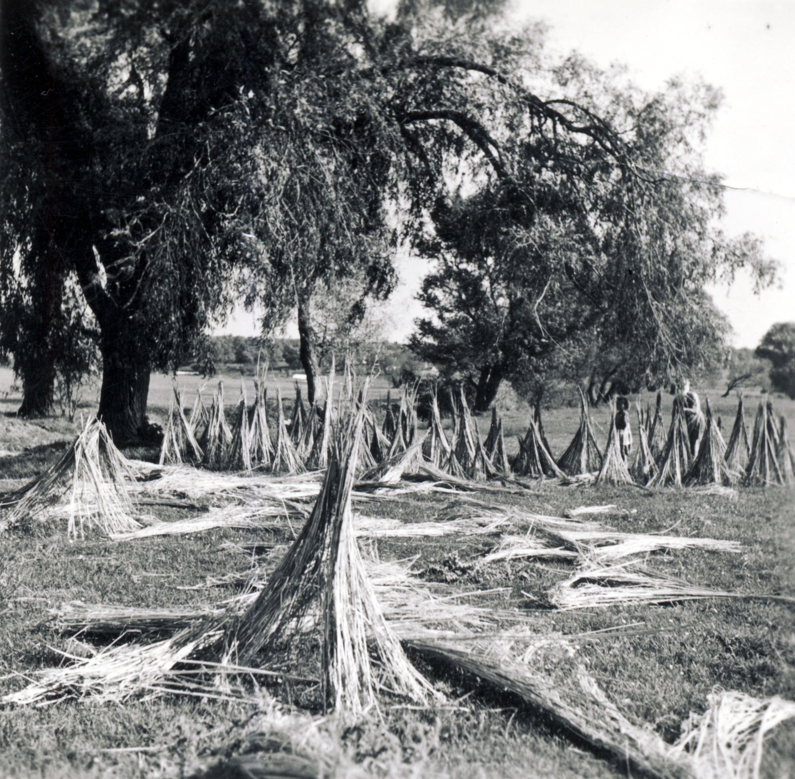 1938, Uj Nemzedék napilap, kenderfeldolgozás, Fortepan #118702