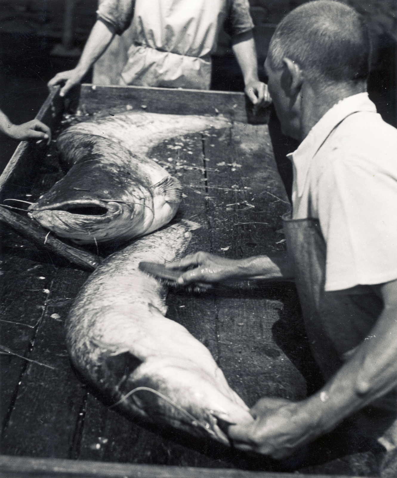 Hungary, Budapest V., a pesti alsó rakpart a Szabadság (Ferenc József) híd közelében, a haltároló bárkáknál., 1937, Uj Nemzedék napilap, fishing, fish, Budapest, catfish, Fortepan #118836