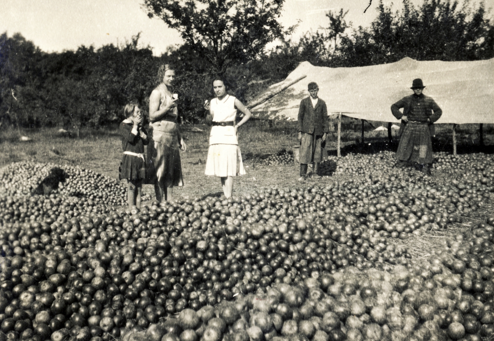 1938, Zsilinszky Sándor, harvest, fruit, Fortepan #118903