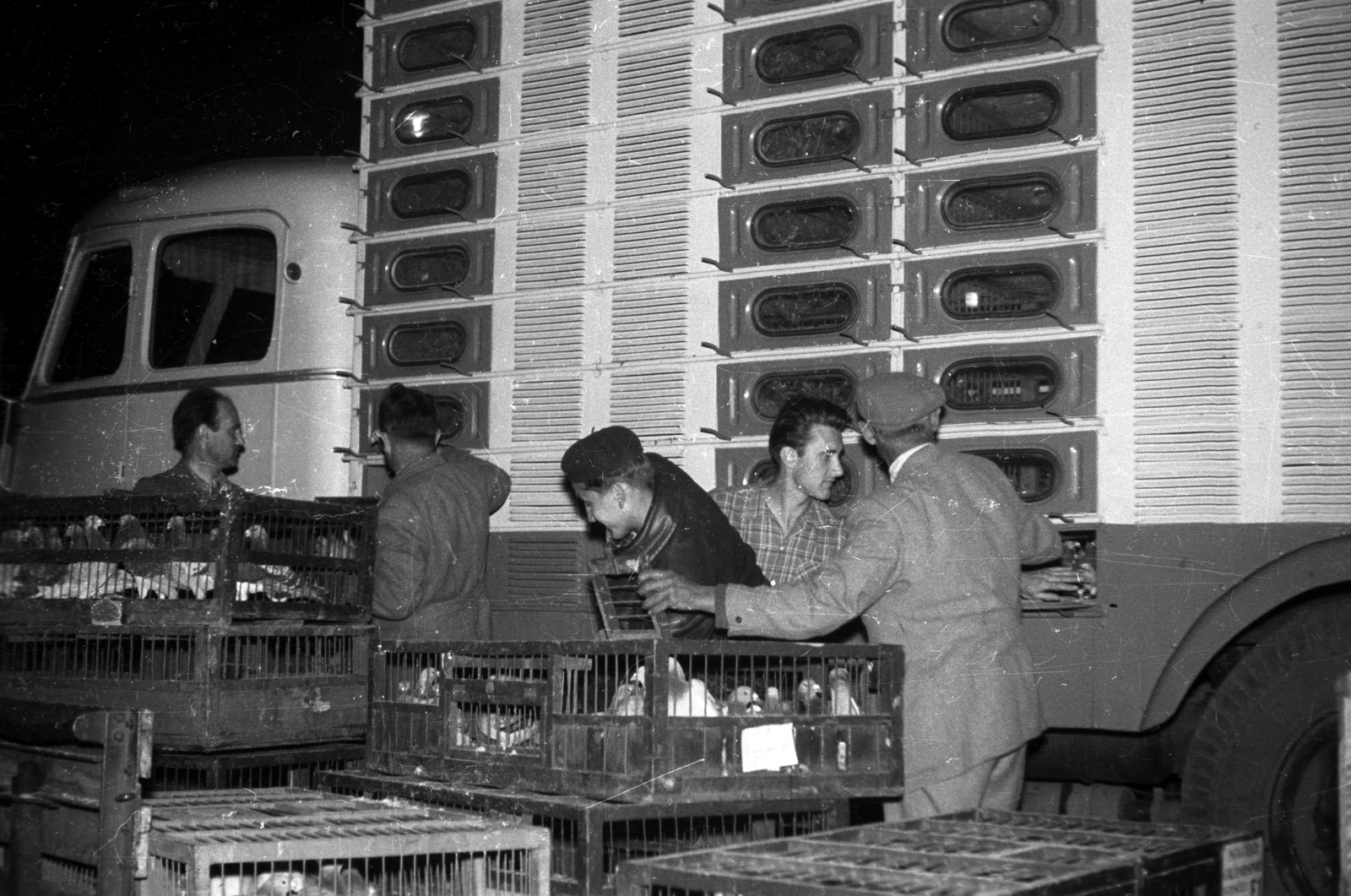 Hungary, 1959, FSZEK Budapest Gyűjtemény / Sándor György, Sándor György, commercial vehicle, dove, pen, Fortepan #118945
