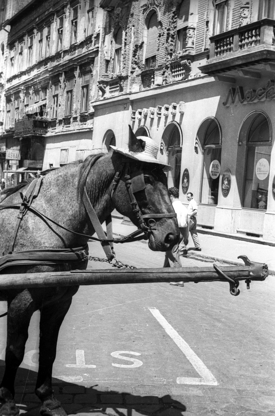 Hungary, Budapest VII., Akácfa utca a Rákóczi útnál., 1958, FSZEK Budapest Gyűjtemény / Sándor György, Sándor György, hat, horse, Budapest, Fortepan #119025