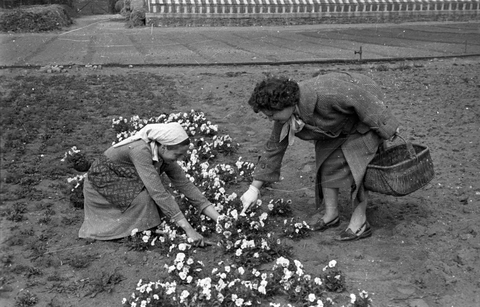 Hungary, 1959, FSZEK Budapest Gyűjtemény / Sándor György, Sándor György, flower, basket, gardening, Fortepan #119077