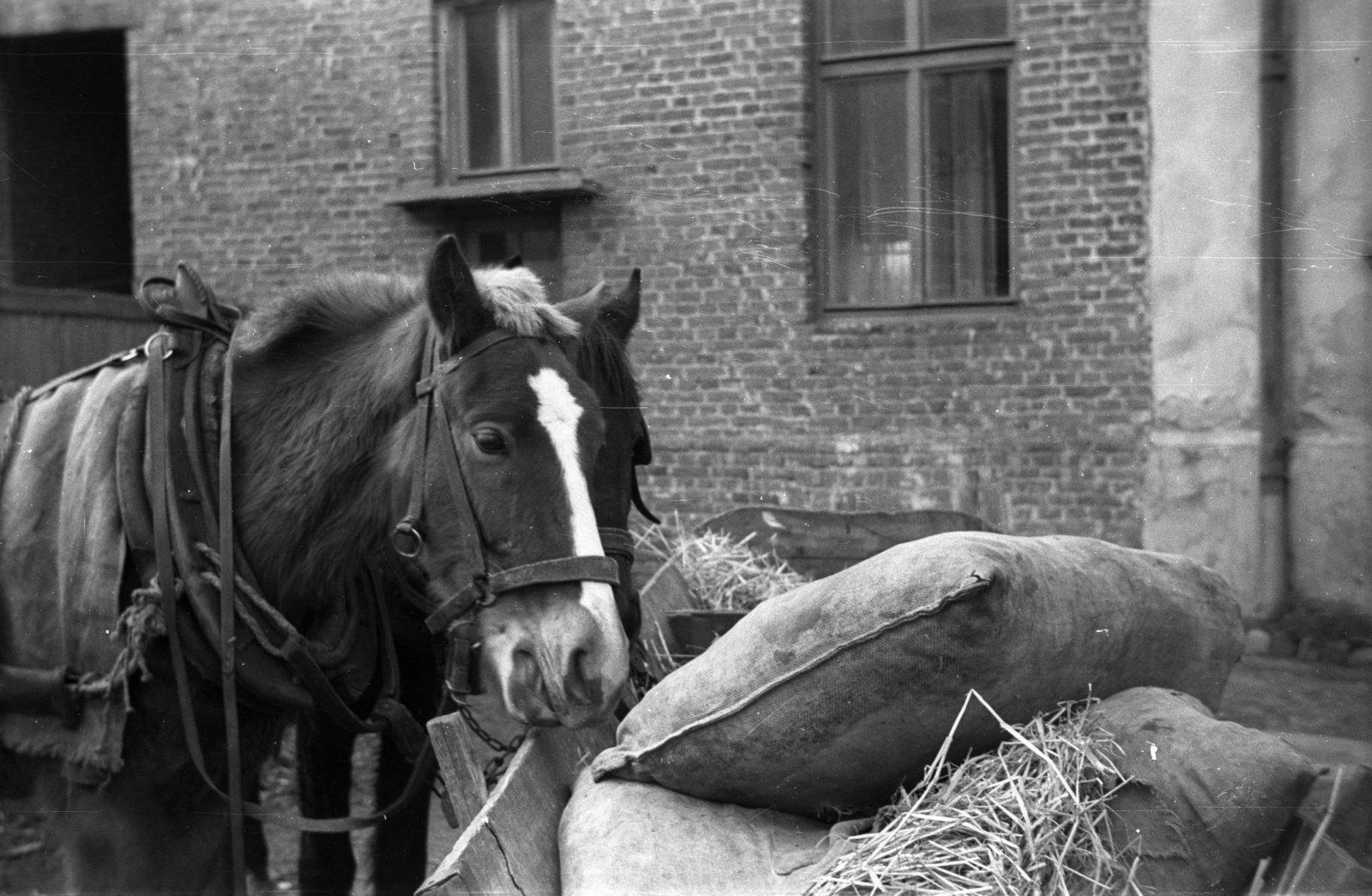 Lengyelország, 1943, Bogdan Celichowski, Fortepan #119470