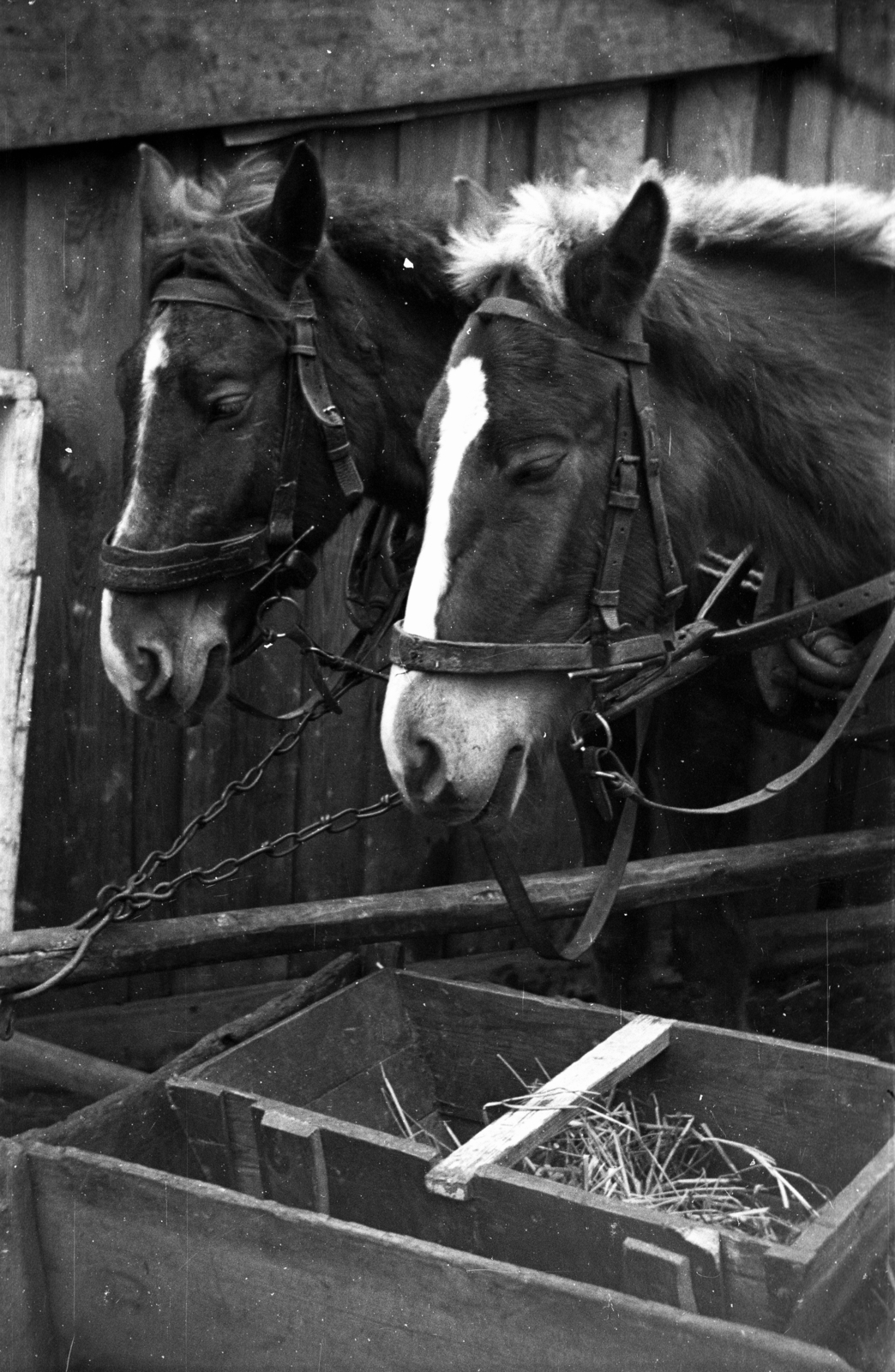 Poland, 1943, Bogdan Celichowski, Fortepan #119504