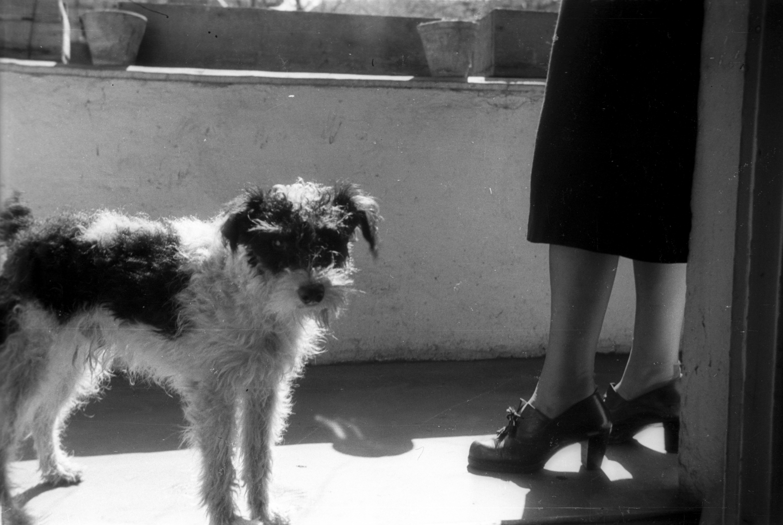 Poland, 1947, Bogdan Celichowski, dog, Fortepan #119754