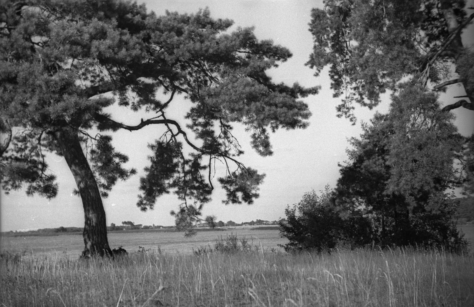 Poland, 1947, Bogdan Celichowski, wood, meadow, landscape, Fortepan #119826