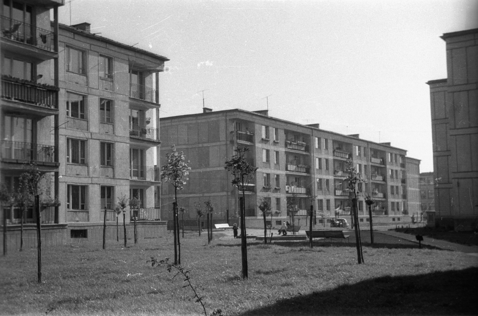 1958, Bogdan Celichowski, sapling, tenement house, Fortepan #119951