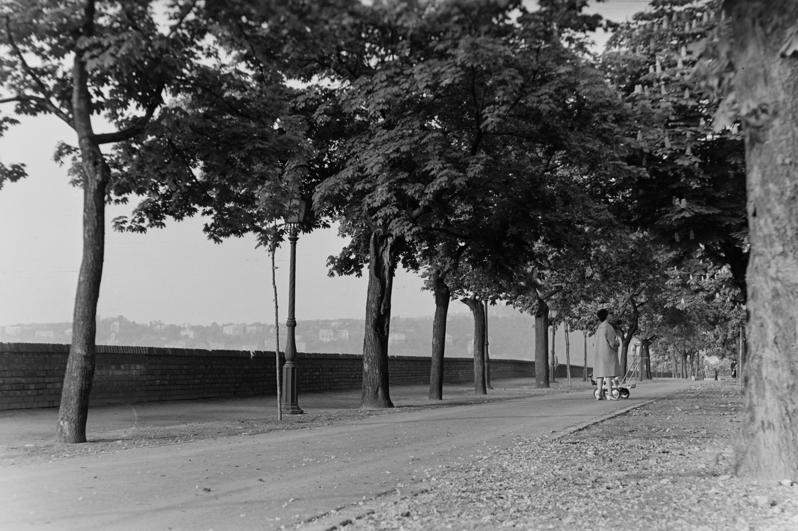 Magyarország, budai Vár, Budapest I., Tóth Árpád sétány., 1955, Inkey Tibor, Budapest, fasor, Fortepan #120772