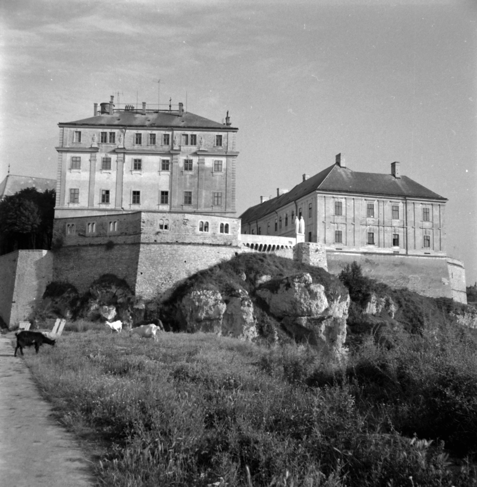 Hungary, Veszprém, kilátás a Benedek-hegyről a Várra., 1960, Inkey Tibor, goat, Fortepan #120847
