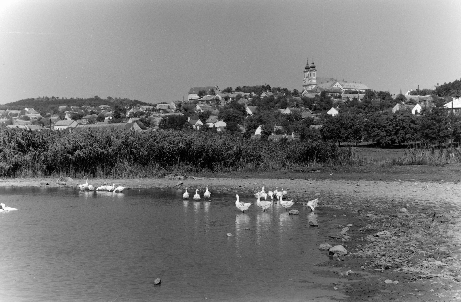Hungary,Lake Balaton, Tihany, Belső-tó, jobbra a Bencés Apátság., 1955, Inkey Tibor, poultry, shore, Fortepan #120927