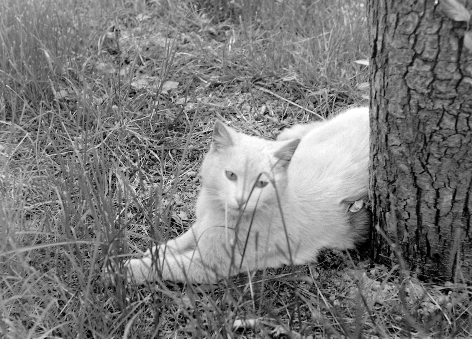 Hungary, Budapest II., Lotz Károly utca 18., 1971, G K, cat, Budapest, Fortepan #12282