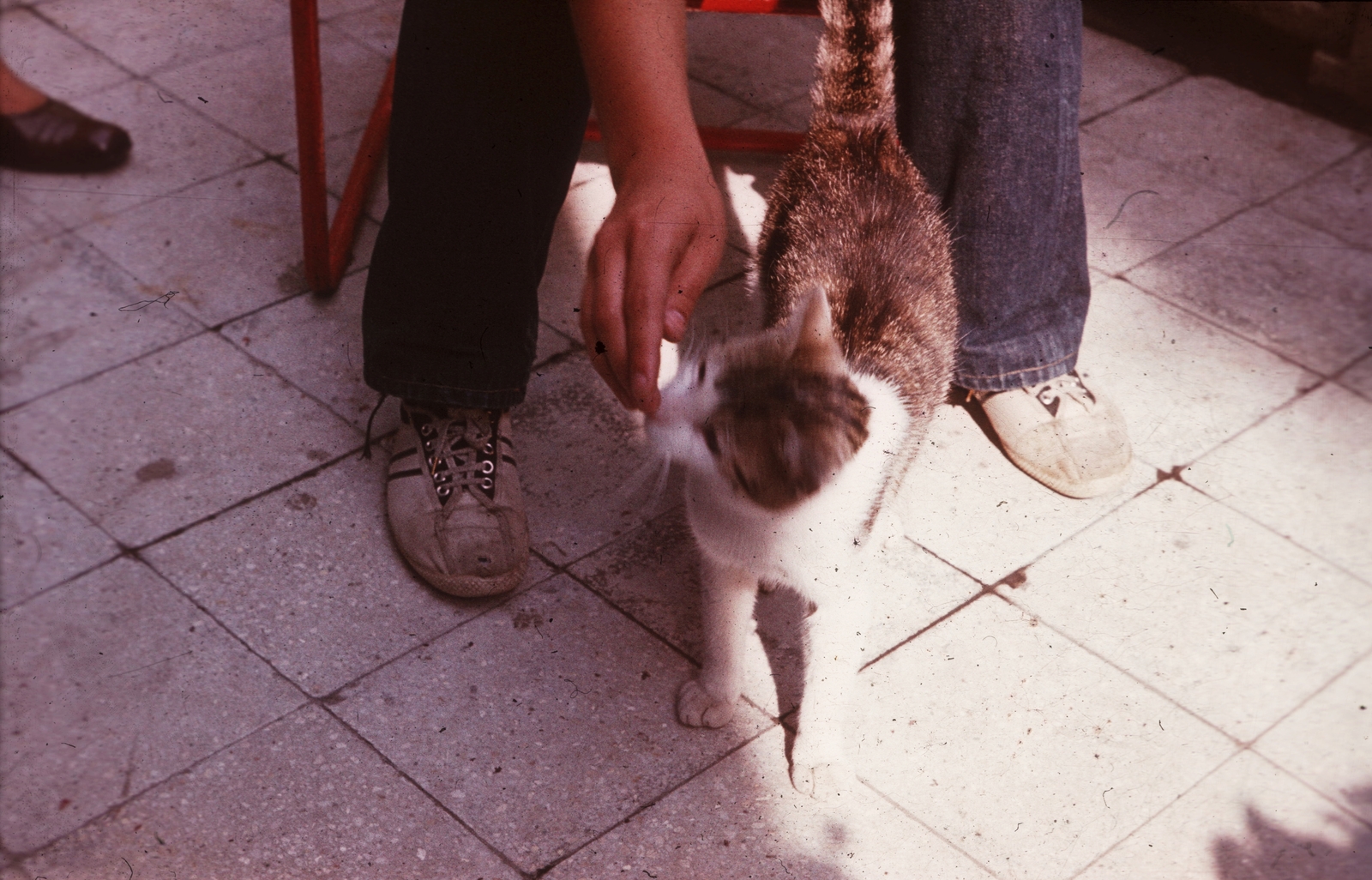 Hungary, Budapest II., Lotz Károly utca 18., 1973, G K, colorful, cat, Budapest, Fortepan #12354