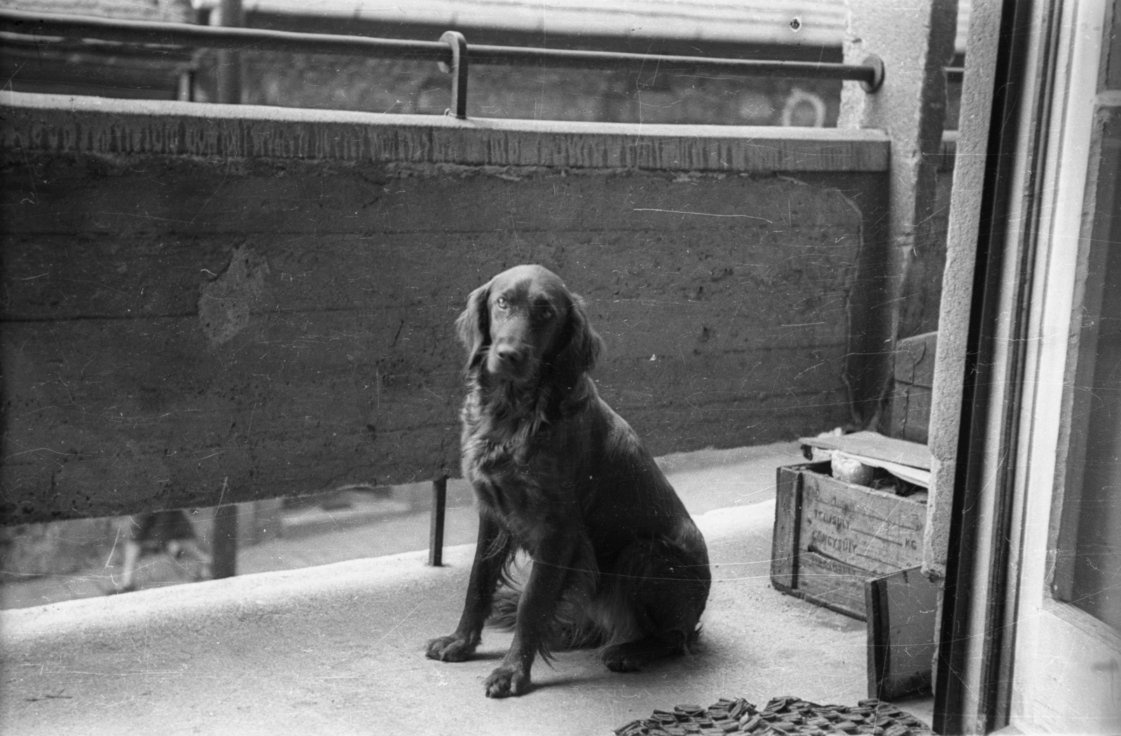 1955, Ember Károly, dog, Fortepan #124002