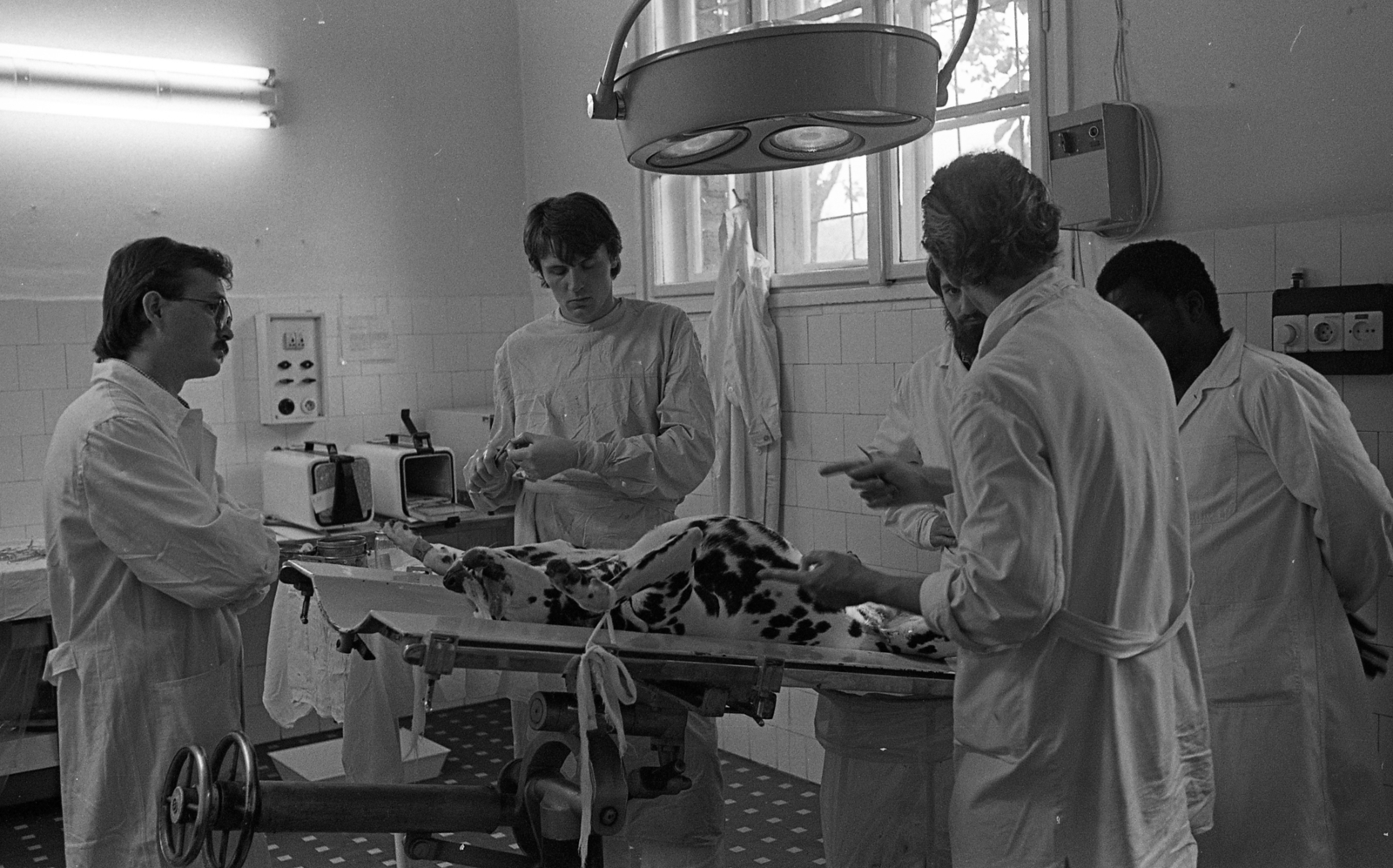 Hungary, Budapest XIII., Lehel utca 43., Budapesti Állatkórház. Középen Hargitay András dr. olimpiai bronzérmes, világ- és Európa-bajnok úszó, állatorvos., 1985, Urbán Tamás, veterinarian, Budapest, Fortepan #124304