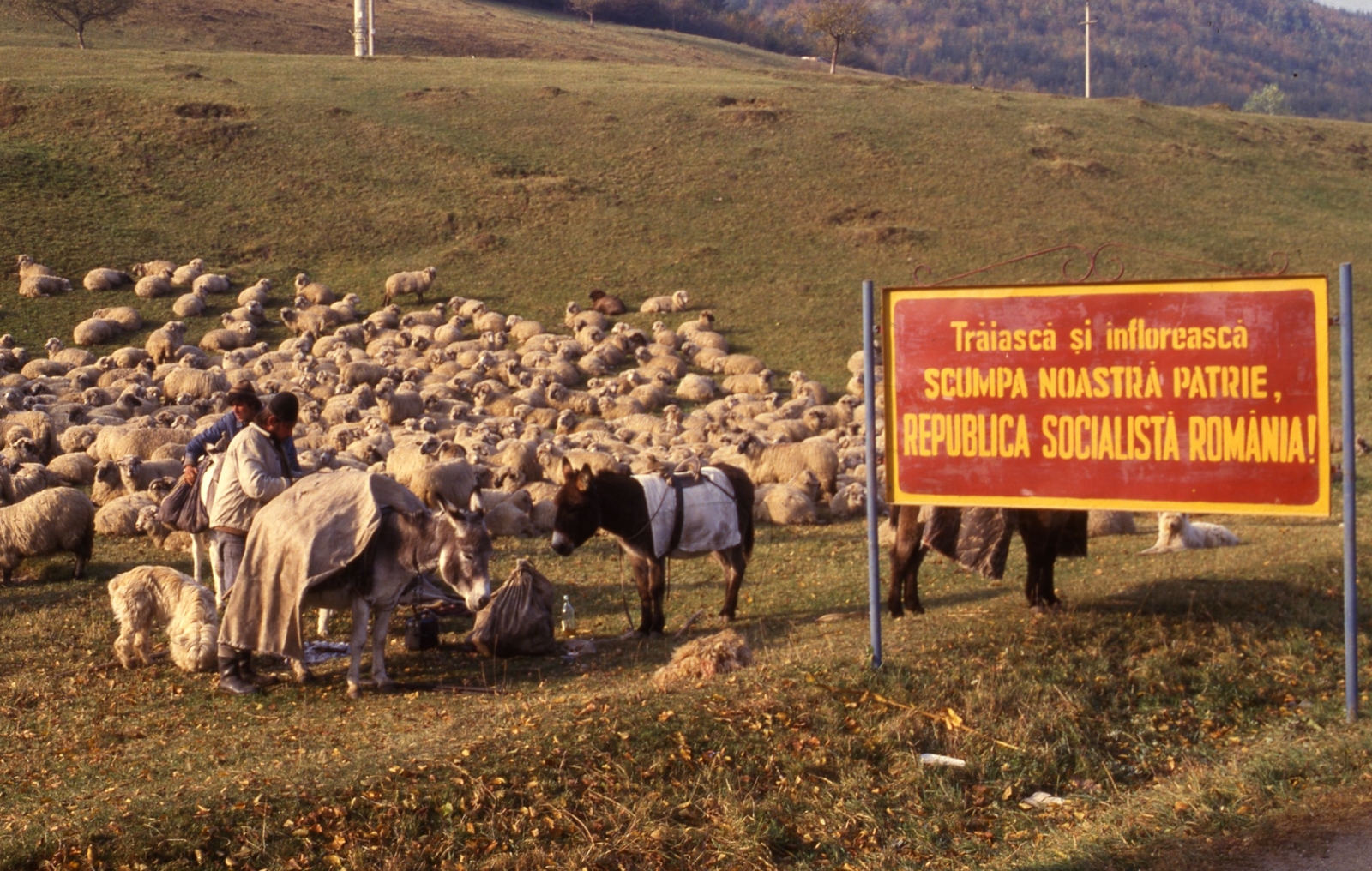 Romania, 1988, Urbán Tamás, colorful, dog, men, field, political decoration, donkey, sheep, shepherd, hillside, Fortepan #124791