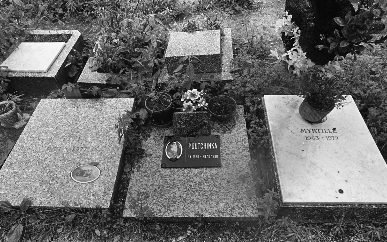 France, Asnières-sur-Seine, Kutyatemető (Le Cimetière des Chiens)., 1982, Urbán Tamás, pet cemetery, Fortepan #124894