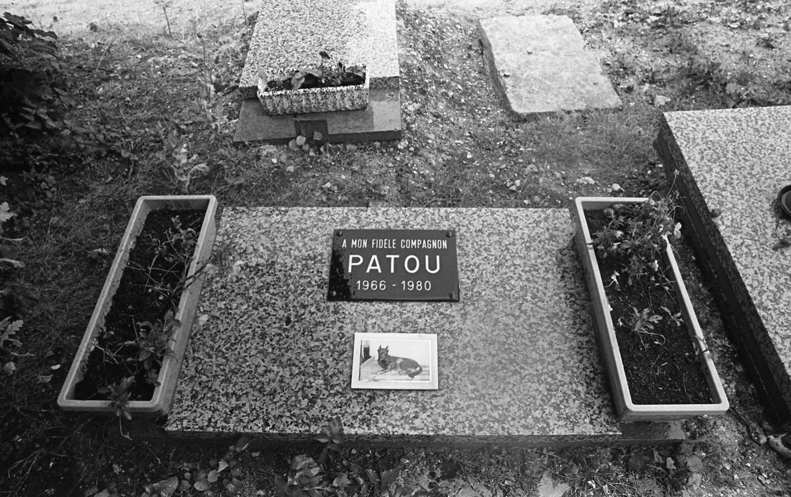 France, Asnières-sur-Seine, Kutyatemető (Le Cimetière des Chiens)., 1982, Urbán Tamás, pet cemetery, Fortepan #124895