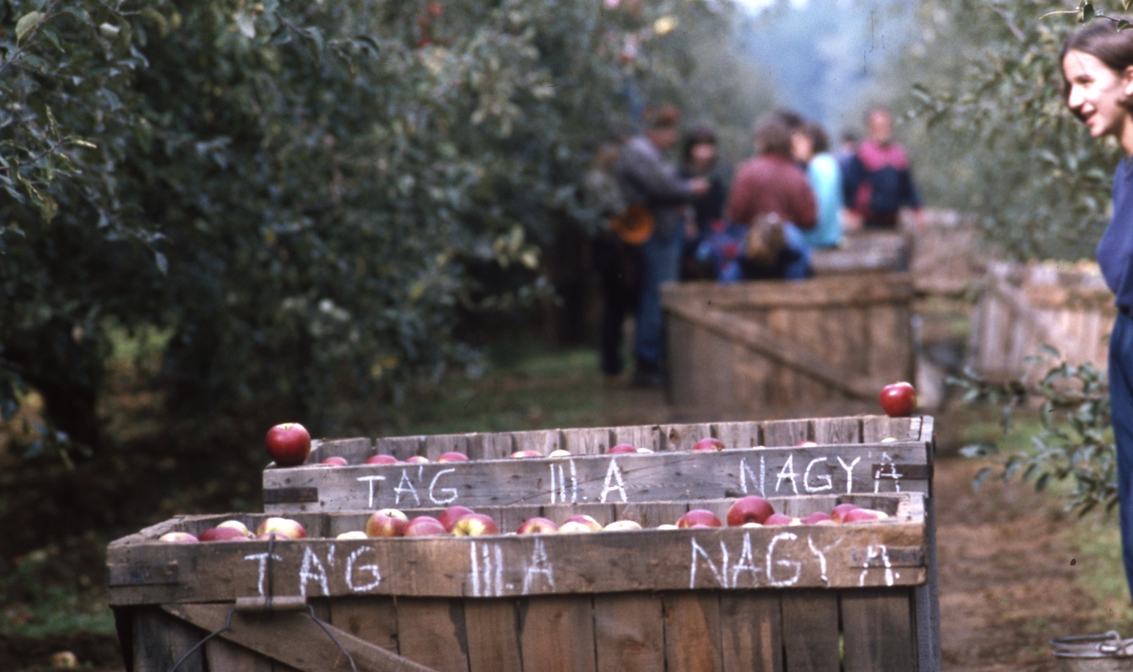 Hungary, Nyírlugos, diákok almaszüreten a Nyírlugosi Állami Gazdaságban., 1985, Urbán Tamás, colorful, Fortepan #125139