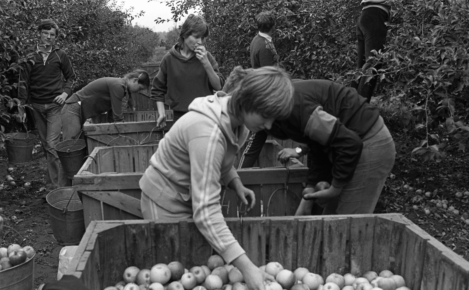 Hungary, Nyírlugos, diákok almaszüreten a Nyírlugosi Állami Gazdaságban., 1985, Urbán Tamás, work, student, fruit, Fortepan #125151