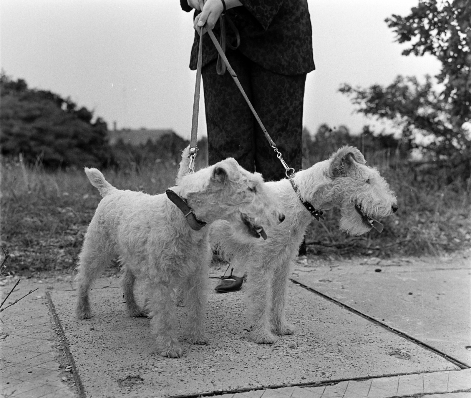 Hungary, untitled, Budapest XII., a felvétel a Pipiske utca, a TV torony környékén készült., 1967, Bauer Sándor, dog, Budapest, Fortepan #126301