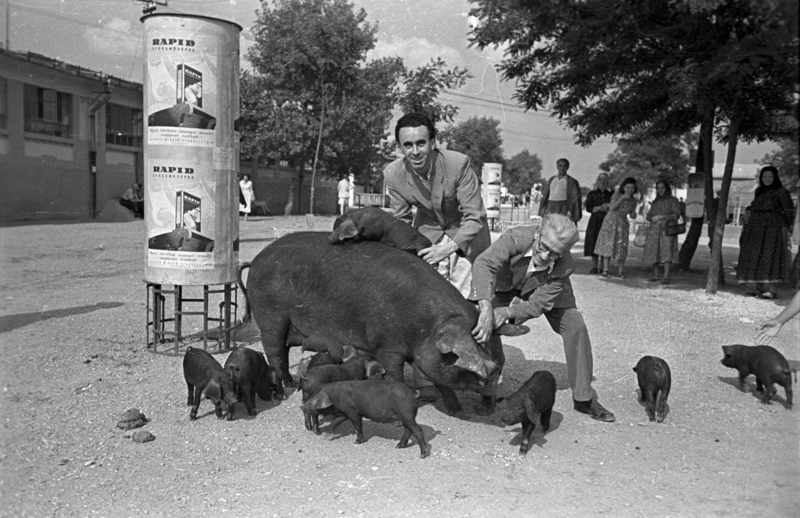 Hungary, Budapest X., Albertirsai úti vásár területe, Országos Mezőgazdasági Kiállítás és Vásár., 1955, Bauer Sándor, Budapest, Best of, poster, pig, ad, ad pillar, Fortepan #127788