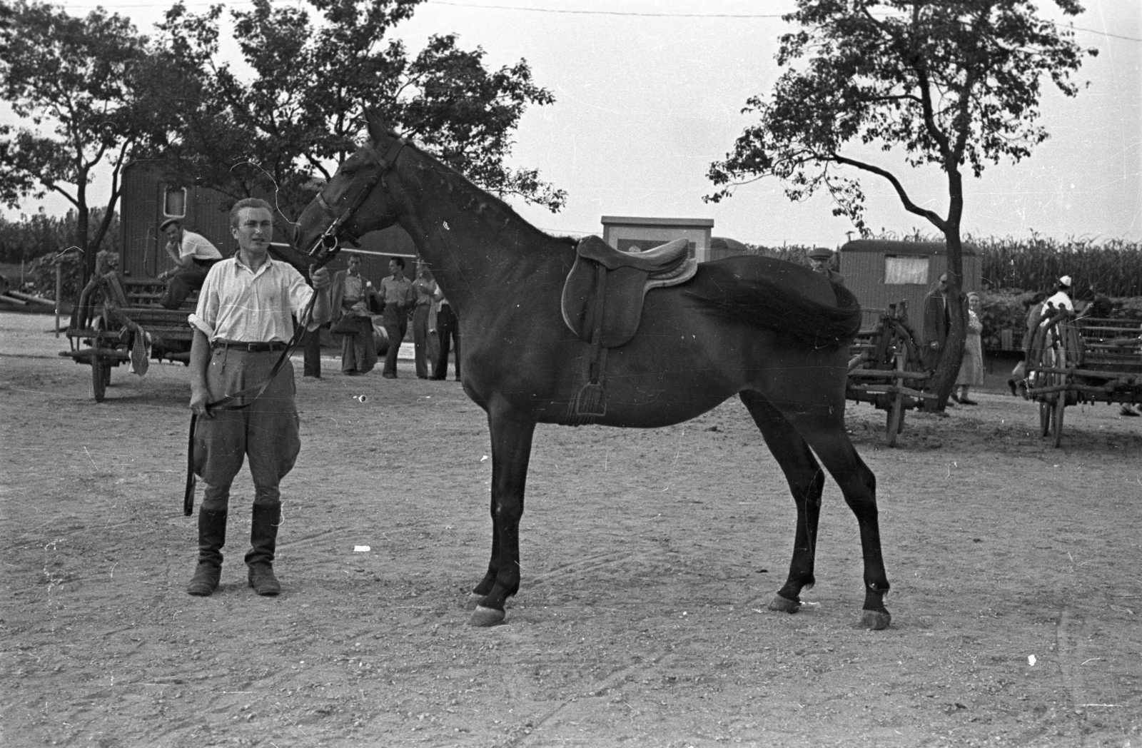 Hungary, Budapest X., Albertirsai úti vásár területe, Országos Mezőgazdasági Kiállítás és Vásár., 1955, Bauer Sándor, Budapest, pride, horse, Fortepan #127792