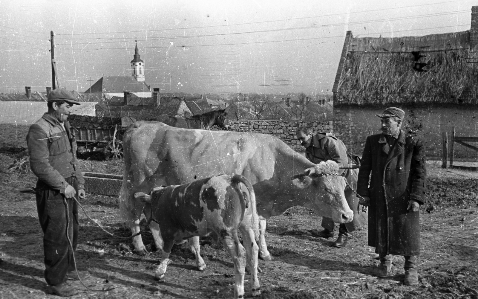 Hungary, Balatonfüred, Vásártér utca, háttérben a Fehér templom., 1955, Bauer Sándor, cattle, Fortepan #127920