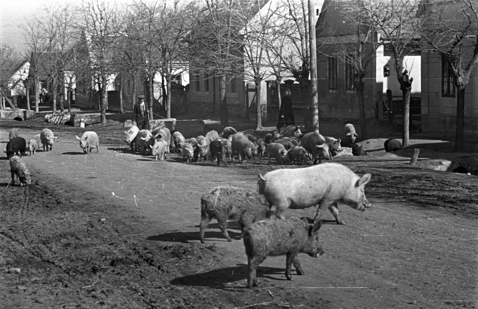 1954, Bauer Sándor, pig, street view, group of pigs, swineherd, Fortepan #128026
