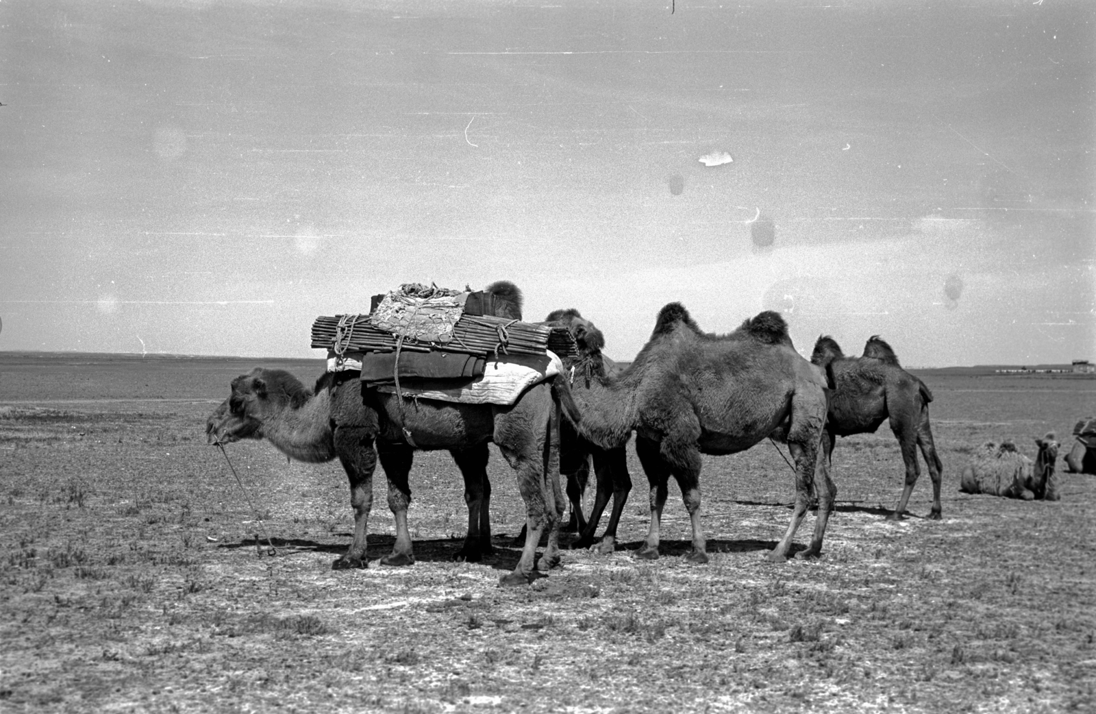 Mongolia, 1969, Bagi Gábor, Bagi Róbert, camel, moving, Fortepan #128609