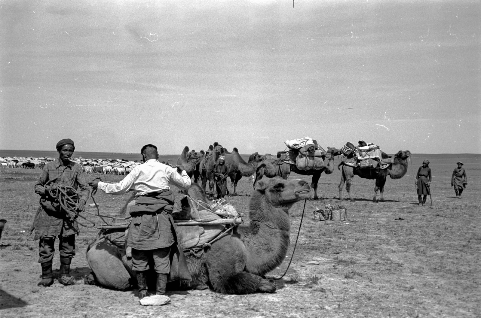 Mongólia, 1969, Bagi Gábor, Bagi Róbert, teve, költözés, Fortepan #128613