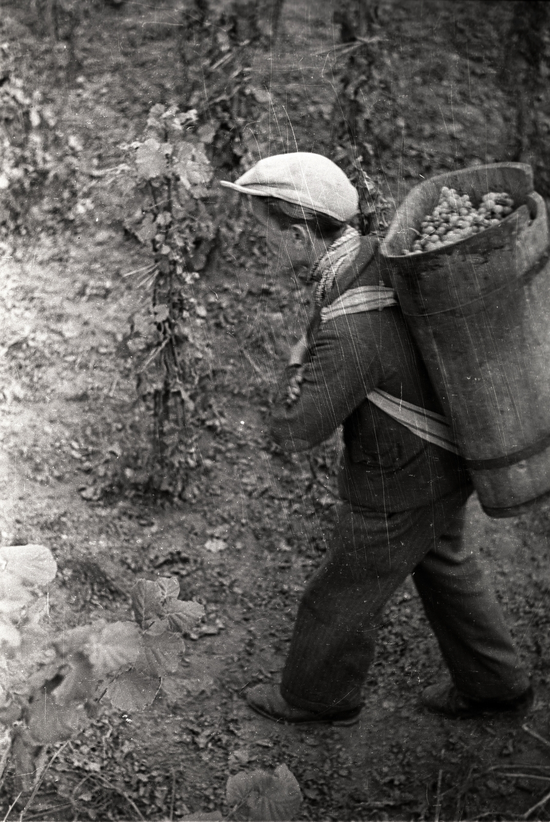 1939, Gali, harvest, grape, wooden butte, Fortepan #128961
