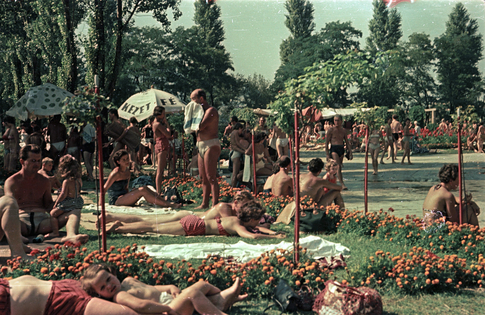 Magyarország, Margitsziget, Budapest, Palatinus Strandfürdő., 1953, Horváth Miklós dr, fürdőruha, színes, napernyő, életkép, napozás, virág, virágágyás, cekker, dísznövény, Fortepan #129405