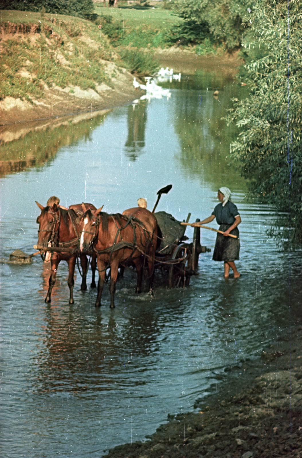 1956, Horváth Miklós dr, colorful, Horse-drawn carriage, stream, Fortepan #129468