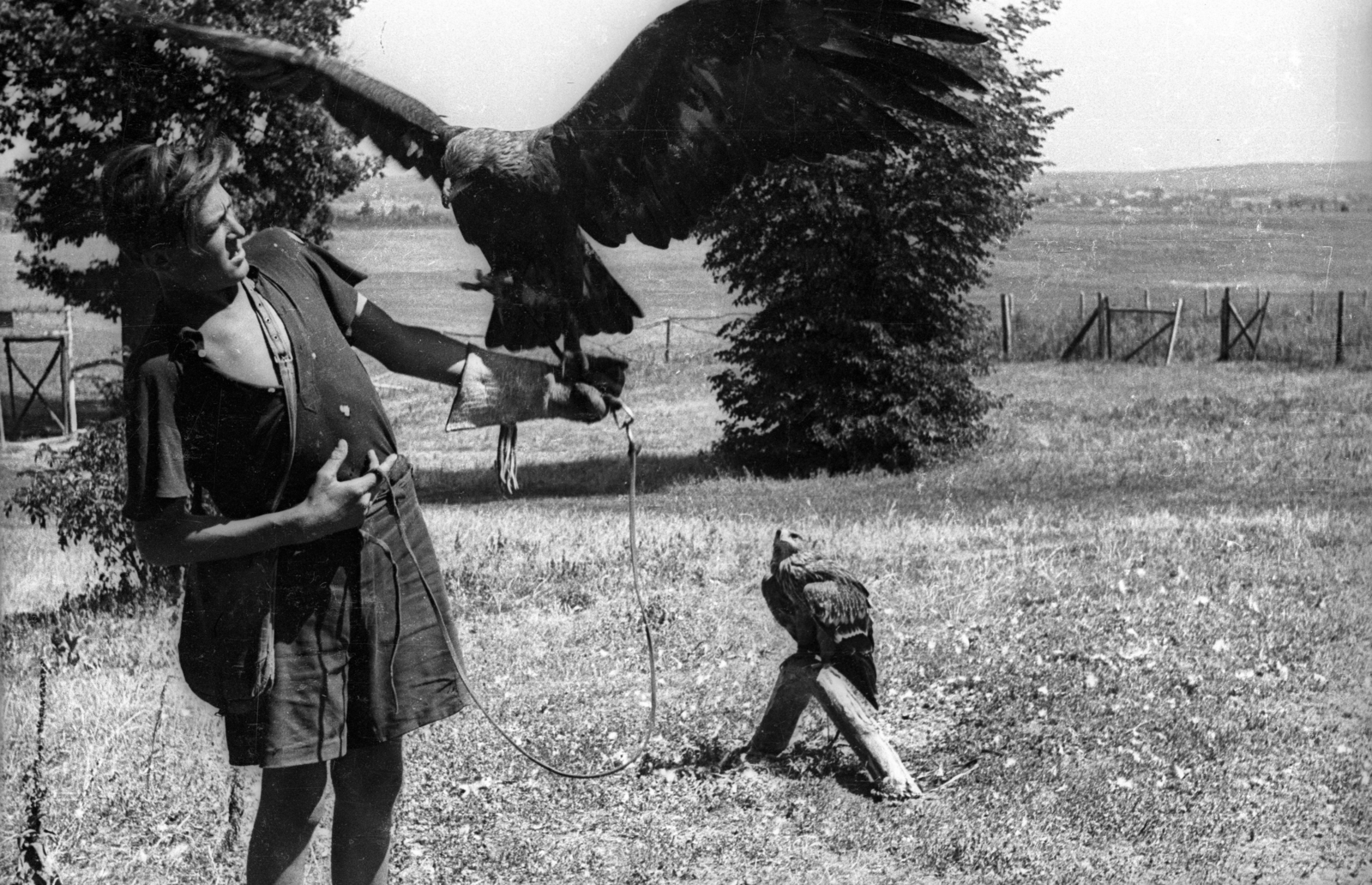 Hungary, 1955, Kotnyek Antal, falconry, Fortepan #129824
