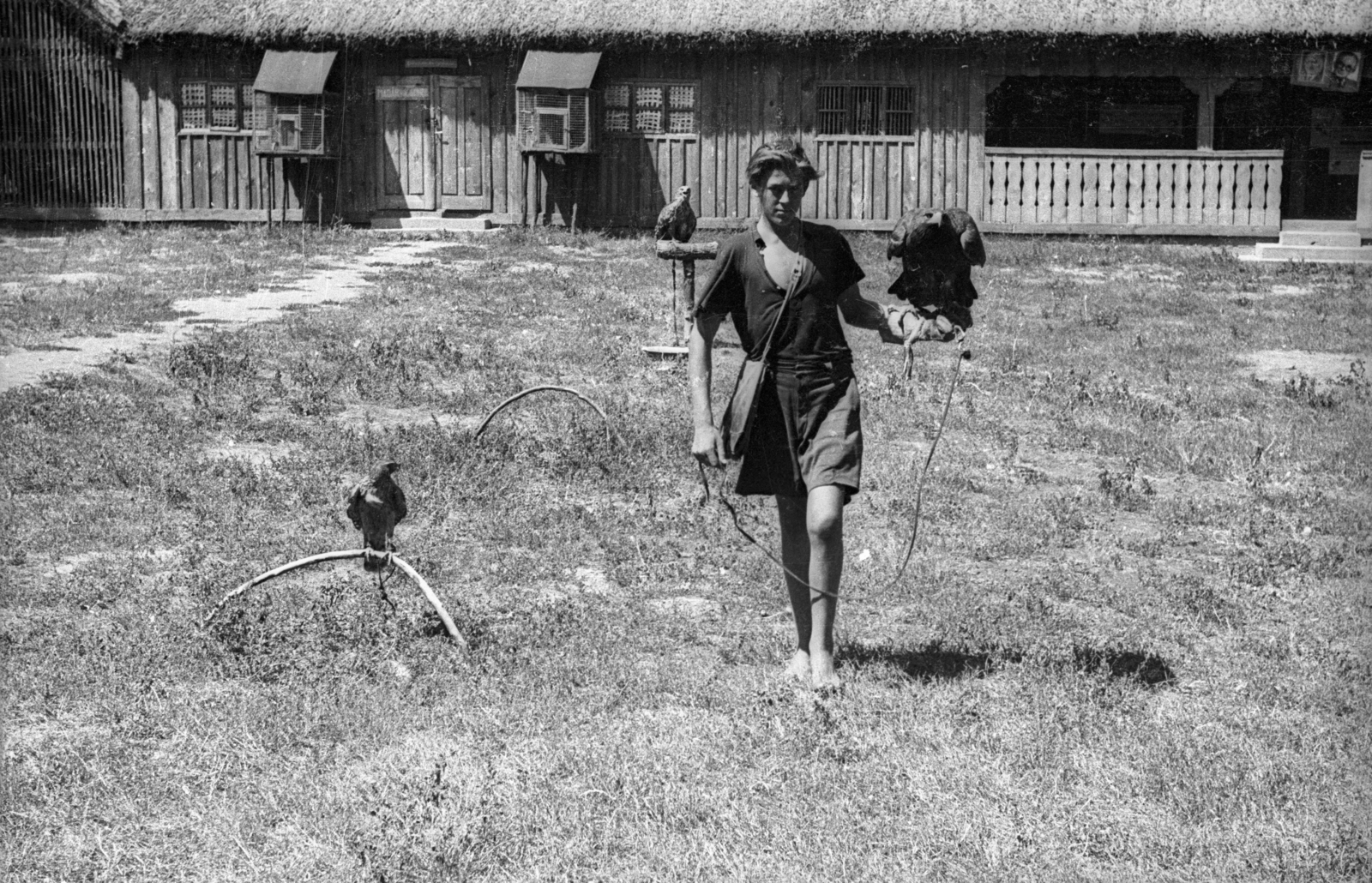 Magyarország, 1955, Kotnyek Antal, solymászat, Fortepan #129825