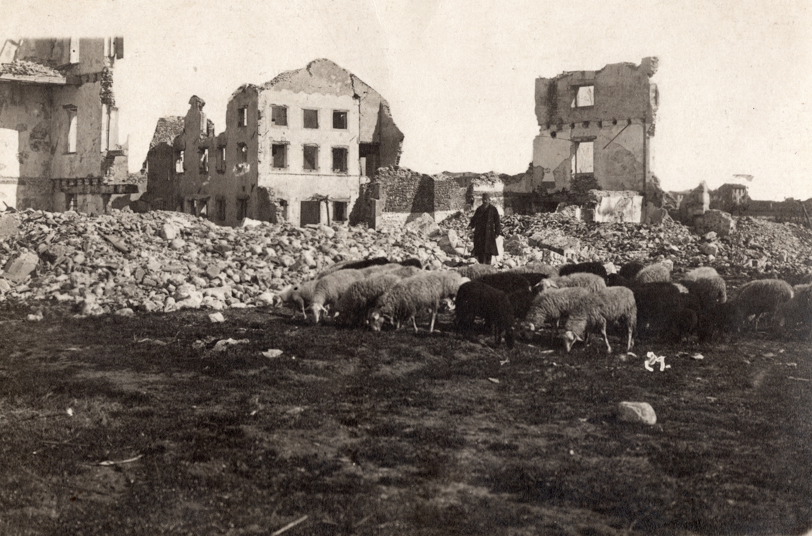 1915, Ladinek Viktor, első világháború, háborús kár, juh, pásztor, Fortepan #129872