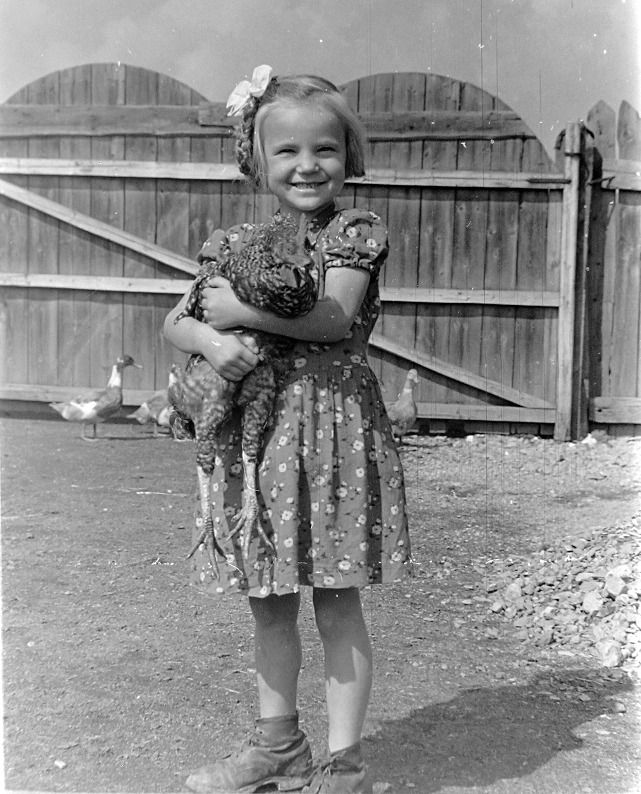 Romania, 1955, Szent-tamási Mihály, girl, poultry, hold in arms, Fortepan #13030