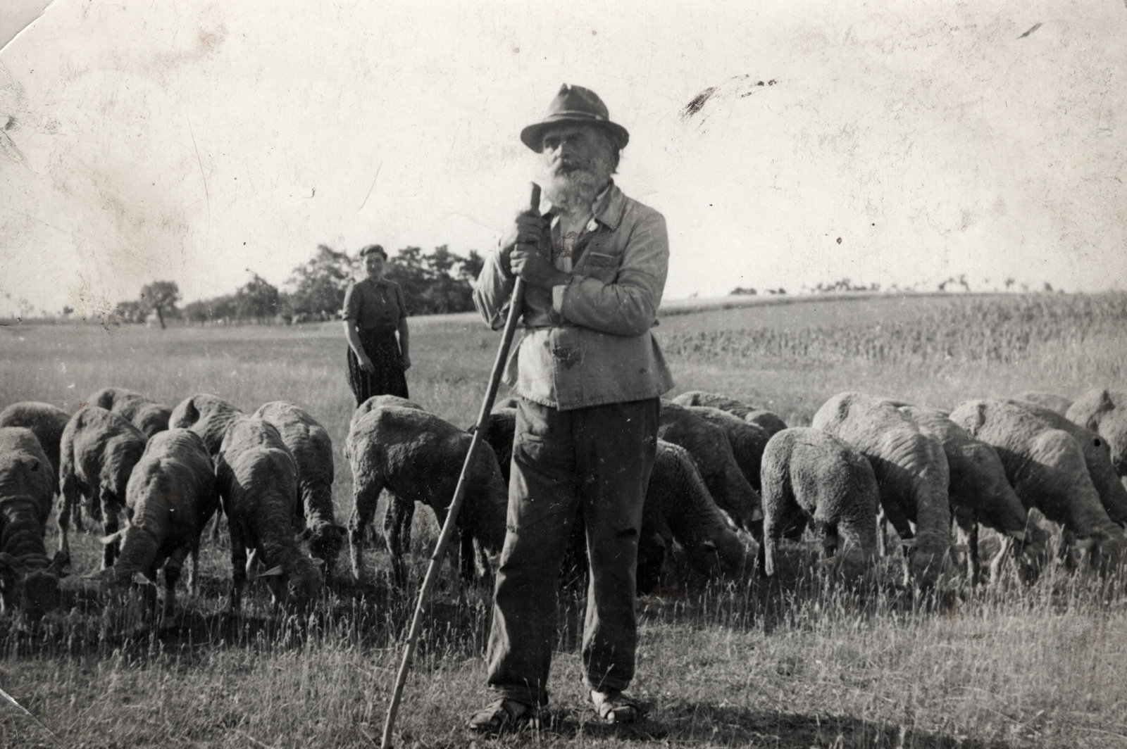 Hungary, Mezőtúr, 1936, Szilágyi Marianna, sheep, shepherd, Fortepan #130440