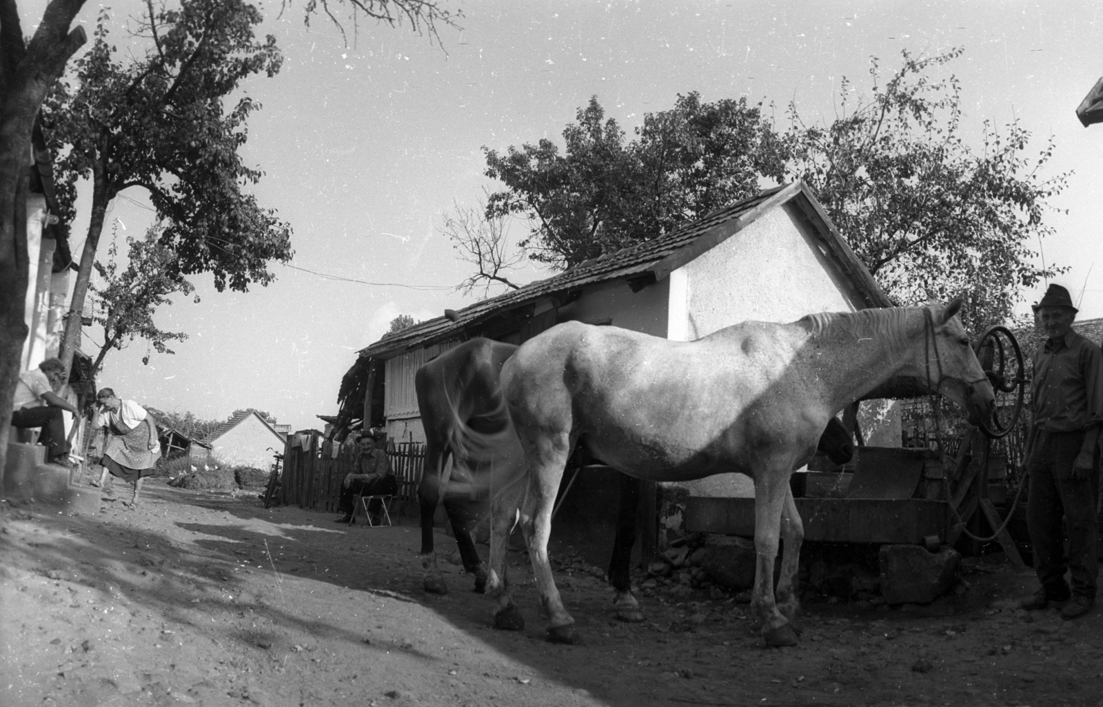 Magyarország, Etyek, balra a lépcsőn Csákvári Nagy Lajos szobrászművész., 1973, Vizsnyiczai Erzsébet, ló, Fortepan #130690