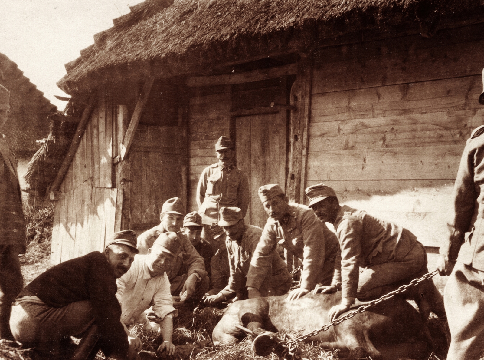 Ukraine, Nesterivtsi, (ekkor Nesterowce), állatorvosi beavatkozás egy lovon., 1917, Palotai Klára, First World War, horse, veterinarian, Fortepan #131590