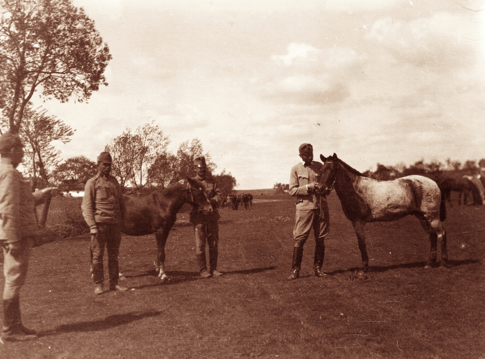 1916, Palotai Klára, First World War, horse, Fortepan #131682