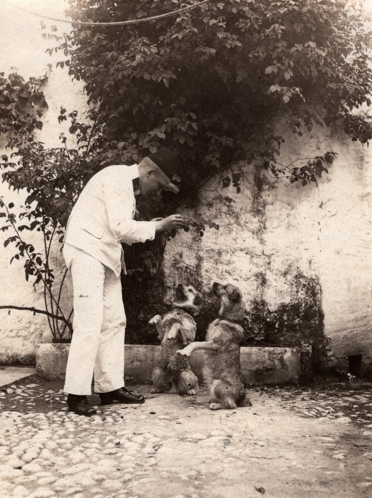 1911, Palotai Klára, dog, Fortepan #131760