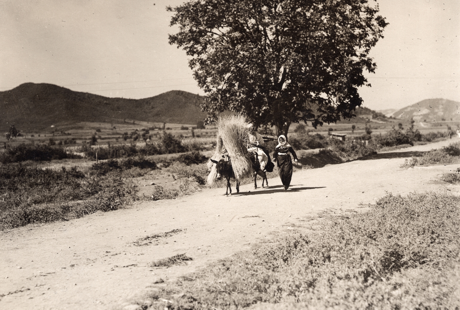 1917, Palotai Klára, donkey, Fortepan #131829