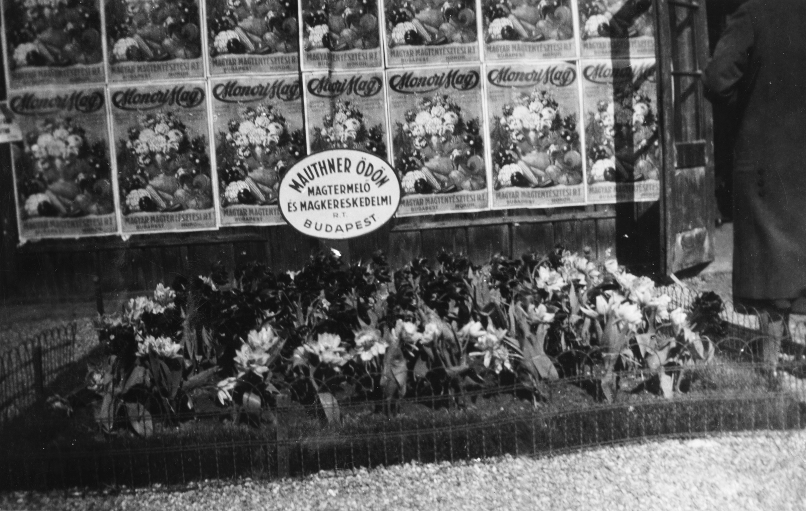 1935, Paczolay család, vetőmag, Fortepan #132083