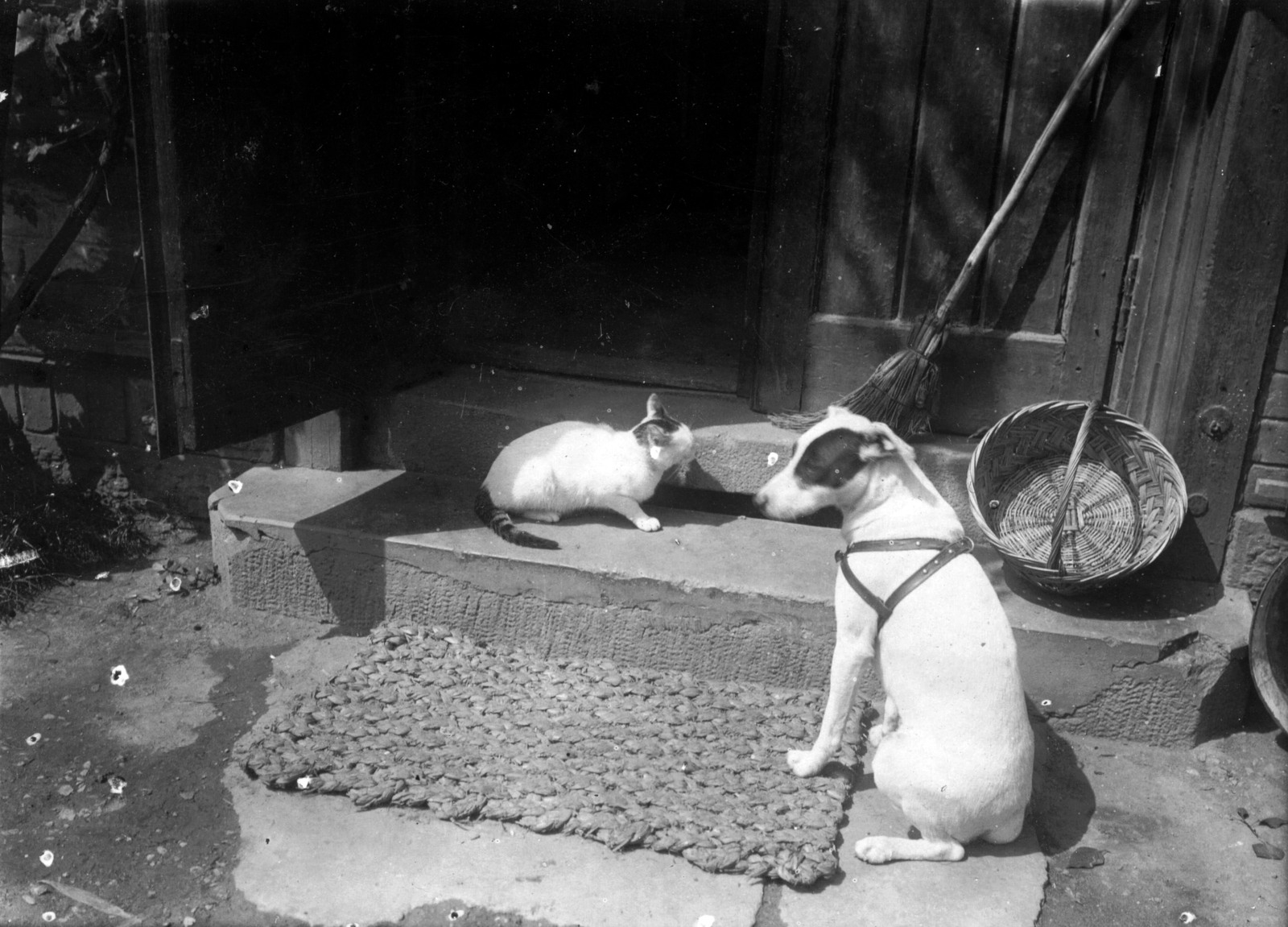 1910, Torjay Valter, dog, cat, yard, basket, broom, Fortepan #13290
