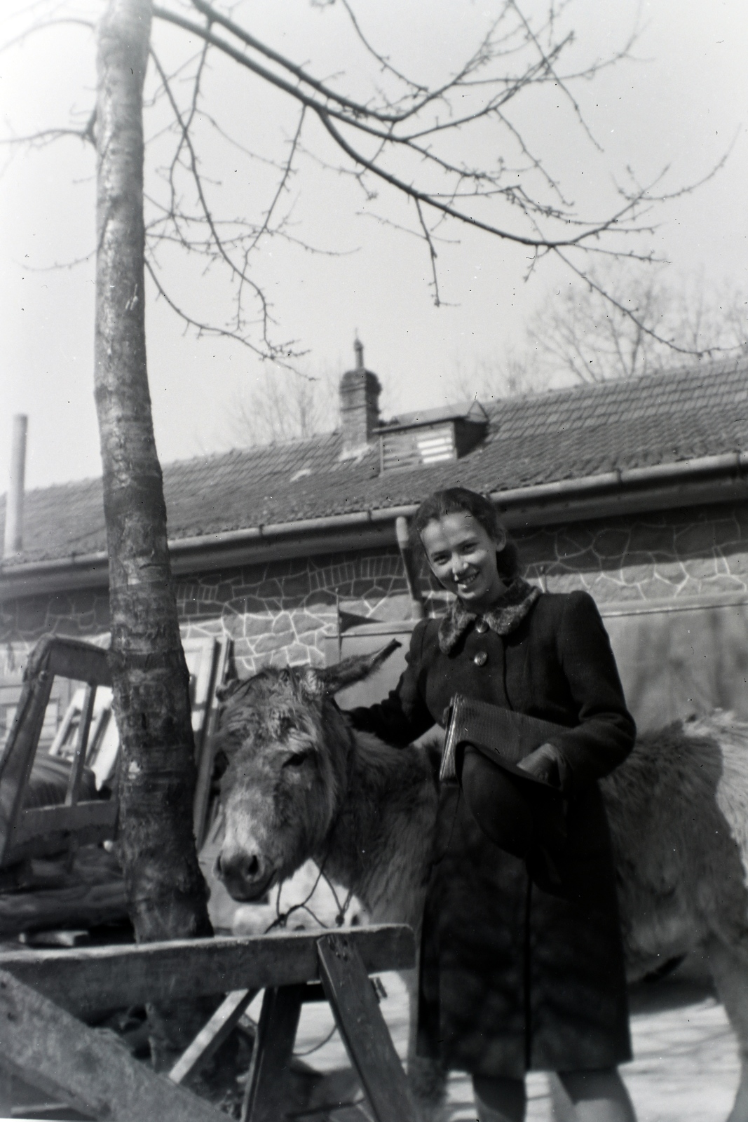 1940, Barna Imre, donkey, Fortepan #133371