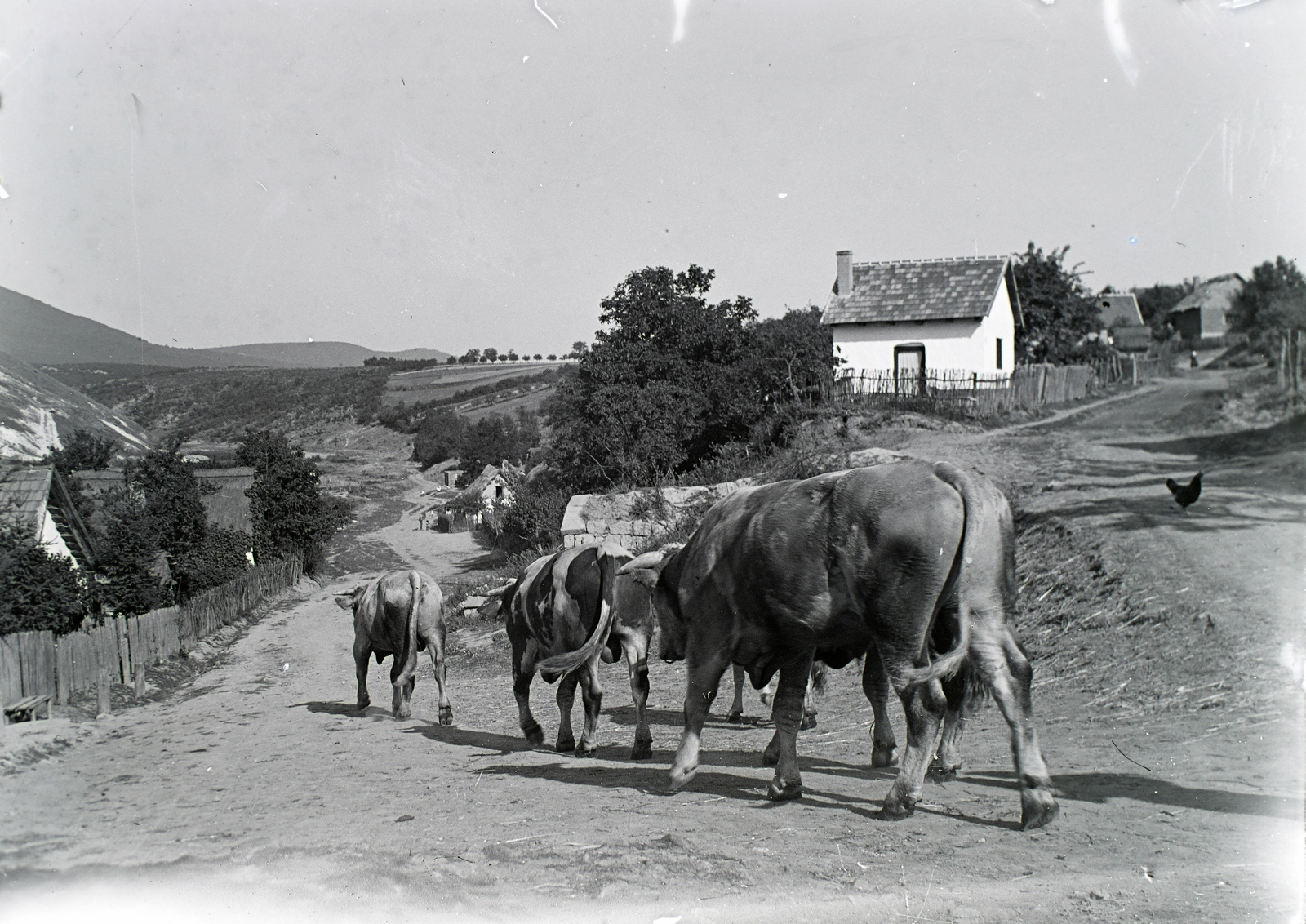 Magyarország, A felvételt Vinkler László festőművész későbbi művéhez készítette., 1940, Vinkler Zsuzsi, szarvasmarha, Fortepan #133625