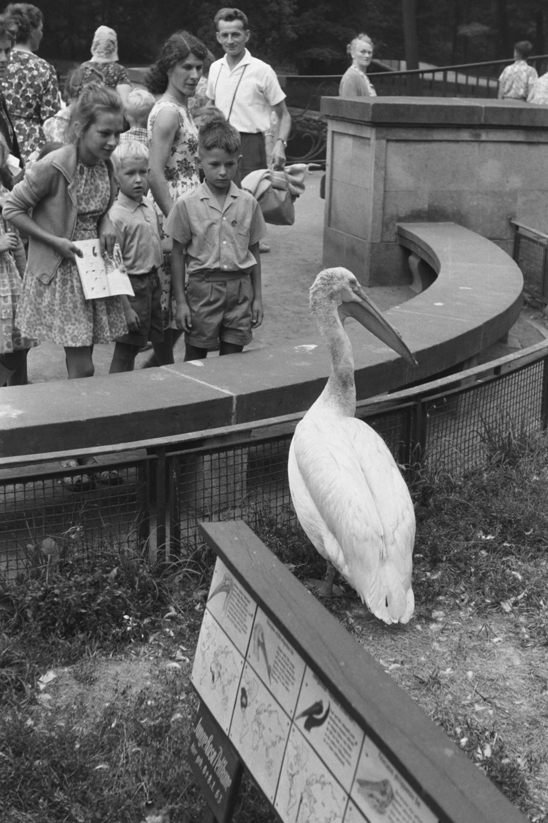 Germany, Berlin, Kelet-Berlin, Am Tierpark 125., Berlini Állatpark (Tierpark Berlin)., 1963, Chuckyeager tumblr, GDR, East-Berlin, zoo, pelican, Fortepan #133863