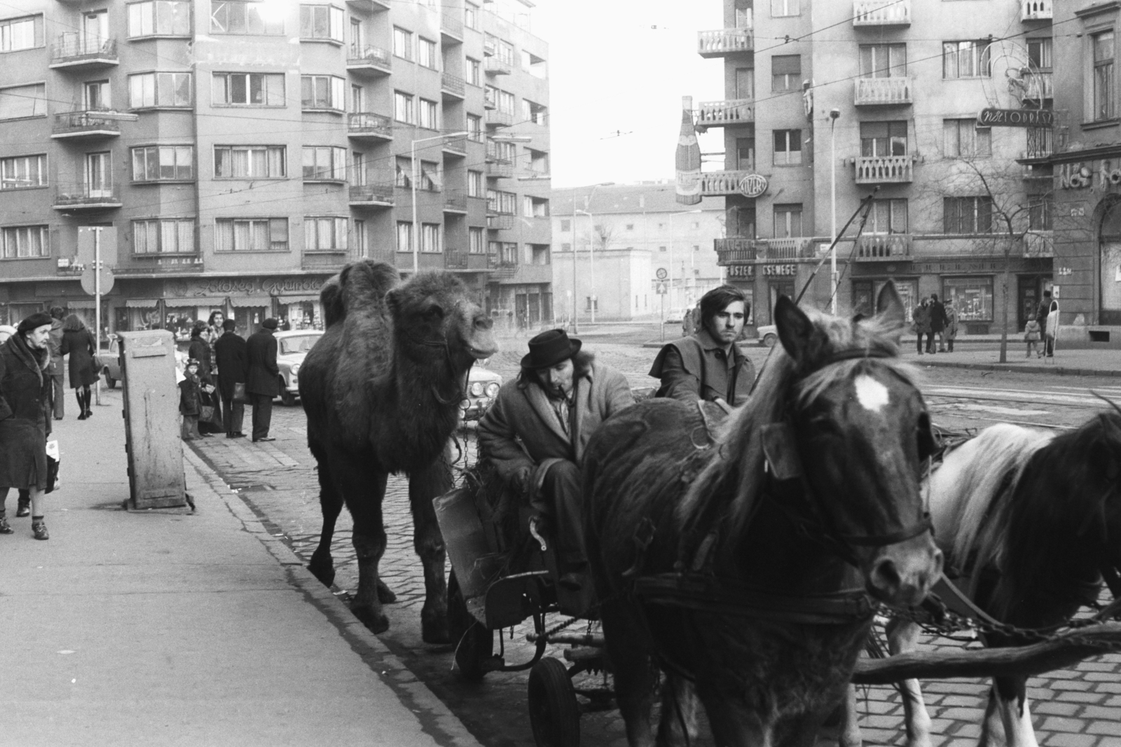 Hungary, Budapest II., Margit körút (Mártírok útja) - Horvát utca - Bem József utca sarok., 1977, Chuckyeager tumblr, filming, jesting, camel, Budapest, Fortepan #133928