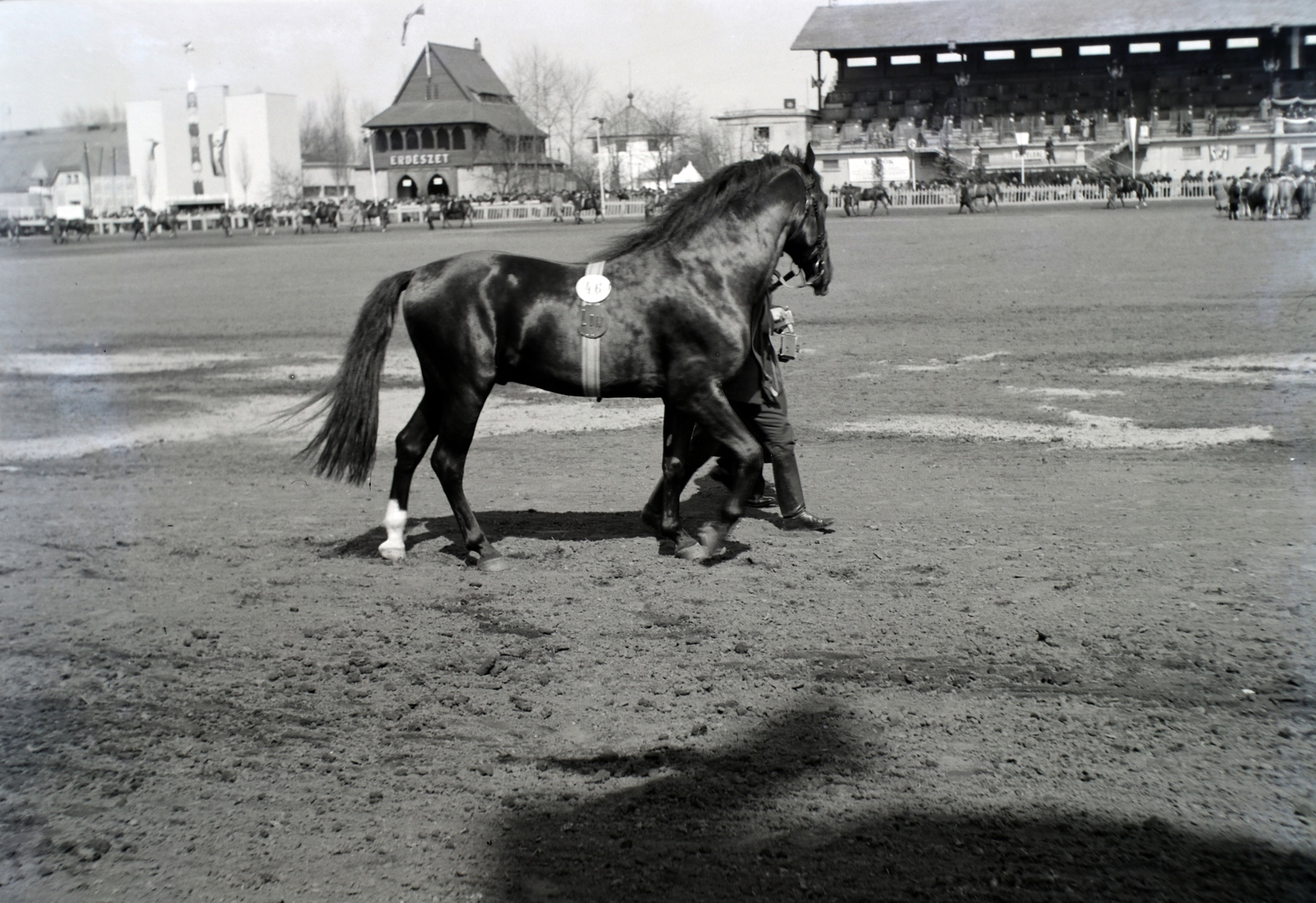 Hungary, Budapest X., Albertirsai út, a Mezőgazdasági kiállítás lovaspályája., 1939, Fortepan/Album018, horse, Budapest, Fortepan #134593